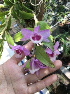Kie Phi Điệp - màu trắng, hồng lộn xộn