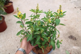 Cây hoa Kim Đồng vàng