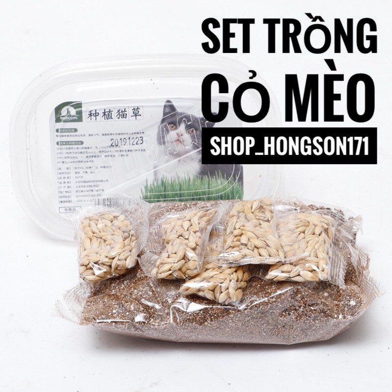 Set trồng cỏ mèo tại nhà