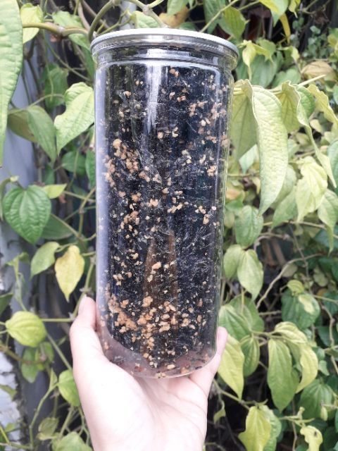 Hủ 150gram rong biển cháy tỏi