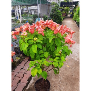 Cây b.ướm hồng