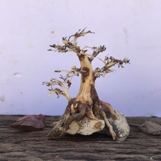 Bonsai cho bể cá thuỷ sinh 20x15