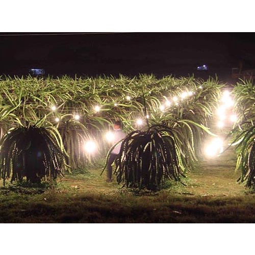 ĐÈN LED BÚP - ĐÈN LED TRỤ