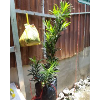 Tùng la hán giống 30cm