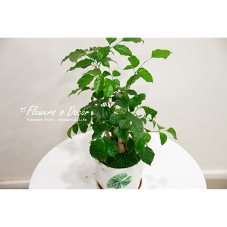 Cậy Hạnh Phúc Phong Thủy (𝙂𝙞𝙖𝙤 𝙝𝙖̀𝙣𝙜 𝙨𝙞𝙚̂𝙪 𝙩𝙤̂́𝙘 1𝙝)