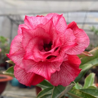 Sứ thái(hoa hồng sa mạc)