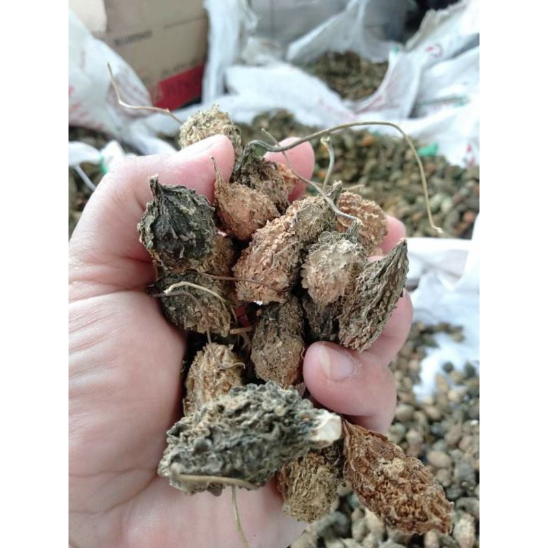 500 gram khổ qua rừng (mướp đắng rừng) khô hút chân không