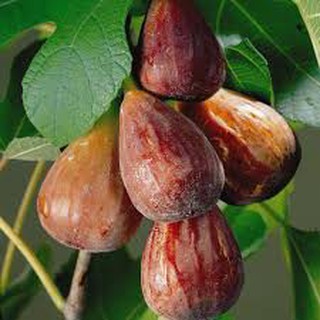 Phân phối Hạt giống cây sung Mỹ ngọt gói 10 hạt xuất xứ Mỹ hàng chính hãng, nhập khẩu và phân phối trực tiếp.