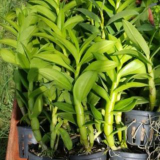 Hoa phong lan Denro nắng thơm