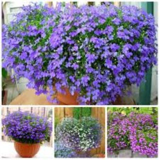 200 hạt giống hoa cúc lobielia ( hoa thúy điệp)