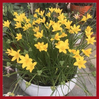 Củ hoa Huệ Mưa Vàng Citrina