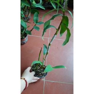 hoa phong lan kiều vàng