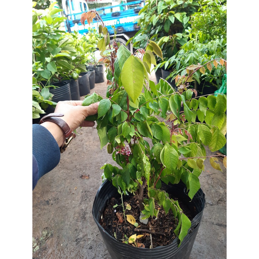 Khế nhật cao 45cm đang hoa