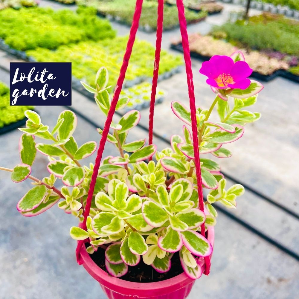 Sen đá sedum cỏ sam chậu treo Đà Lạt size trung bình cây cảnh trang trí nhà cửa Lolita garden