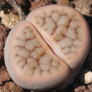 Lithops schwantesii
Size 1.5cm