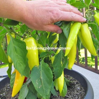 HẠT GIỐNG ỚT SỪNG VÀNG