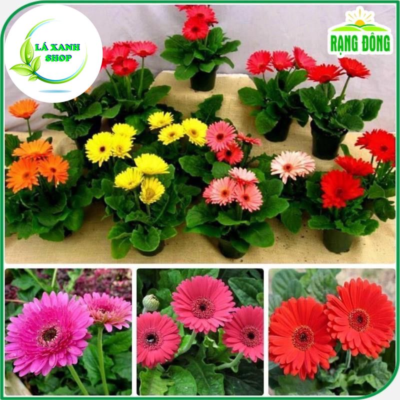 Hạt giống Hoa Cúc Đồng Tiên Nhiều Màu (gói 10 hạt) - Hạt Giống Rạng Đông