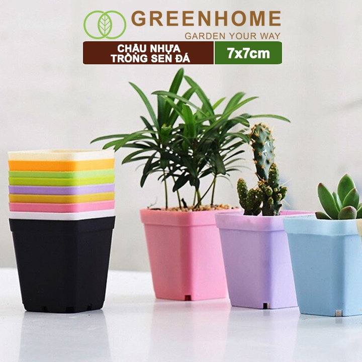 Bộ 10 Chậu nhựa trồng sen đá, 7x7cm, bền, đẹp, màu sắc hiện đại, màu ngẫu nhiên, không dĩa |Greenhome