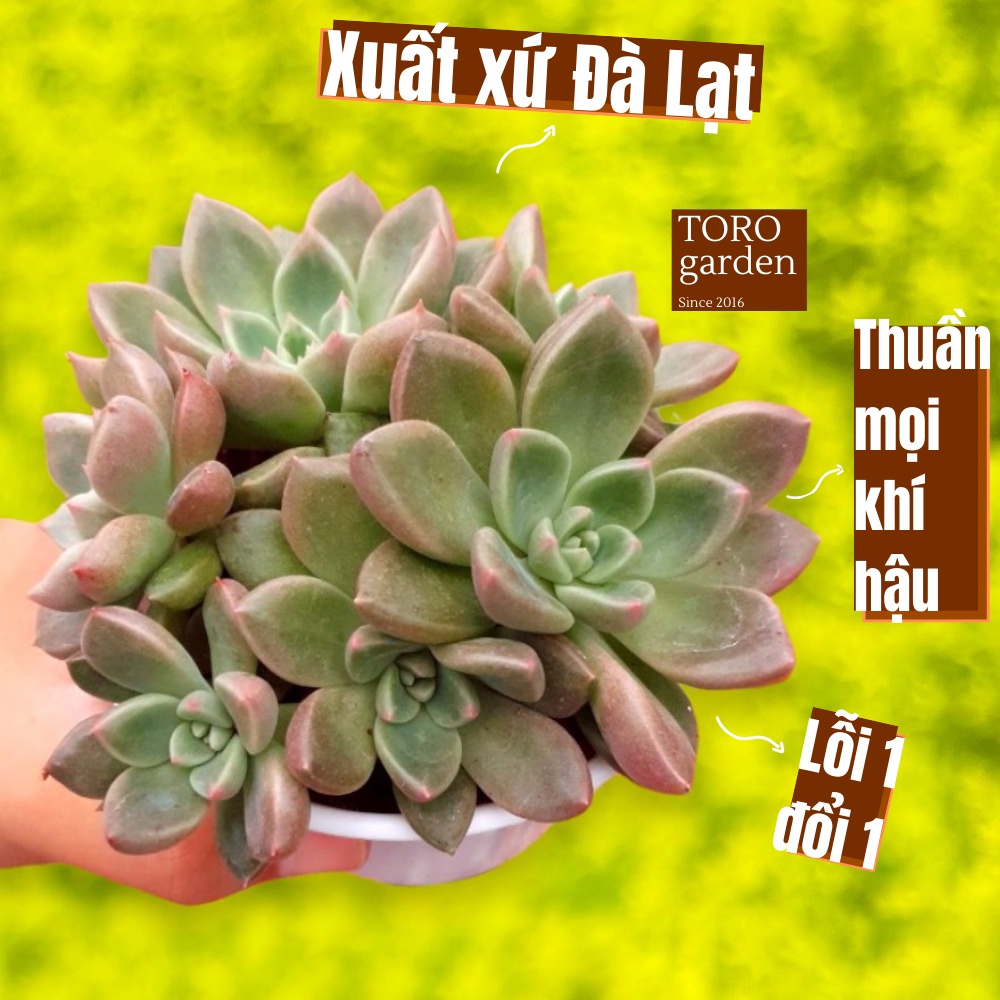 Sen đá aerolite Đà Lạt size trung bình cây cảnh trang trí nhà cửa Toro garden