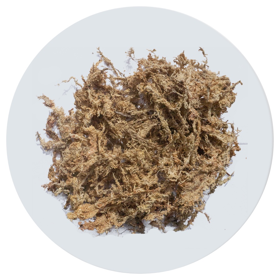Dớn trắng Chi-lê nhập khẩu, đã qua xử lý, kháng khuẩn cao, dùng trồng lan, kiểng lá - túi 100gr