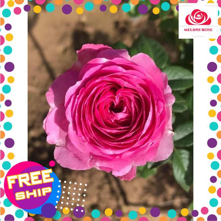 Hoa hồng ngoại For Your Home rose – Sắc hồng cánh sen đẹp hoàn mĩ, vạn người mê- Vườn Hoa Melinhrose