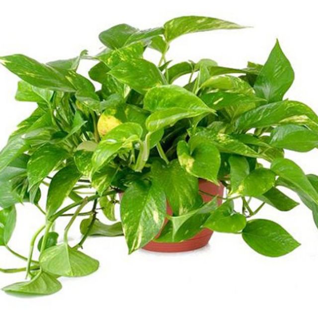cây trầu bà