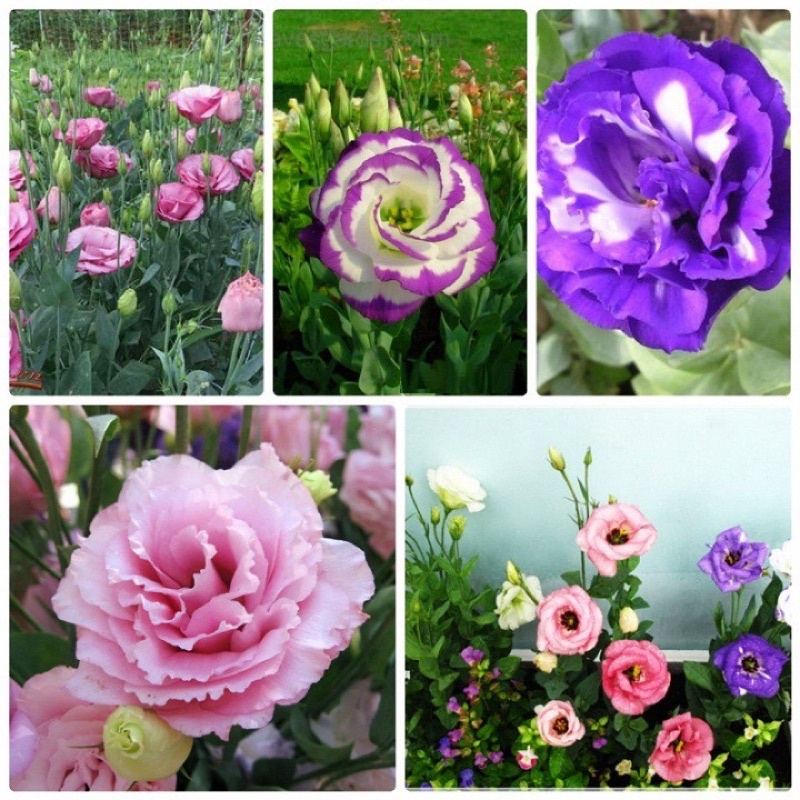 Hạt giống hoa cát tường đủ màu siêu hoa F1