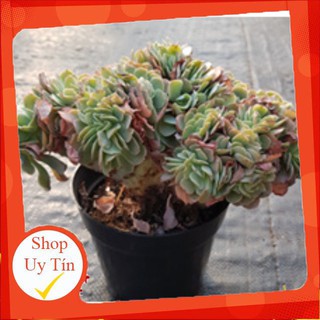 sen đá Bắp Cải  crest cổ thụ🍏 |FREESHIP| 🔥 XỨ NÓNG, ĐÃ THUẦN KHÍ HẬU, KHOẺ ĐẸP 🍏 LỖI 1 ĐỔI 1