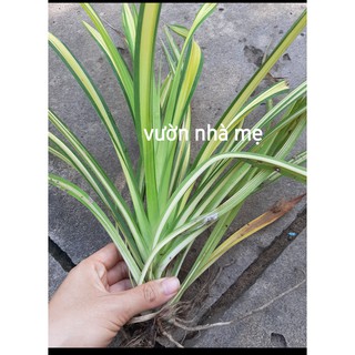 Cây dứa vạn phát ( dứa lá vàng, dứa thái )