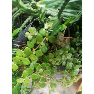 Cây hạt bí nhỏ