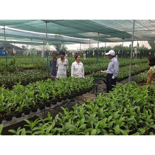 Combo chăm sóc lan Thầy Tám Ngọc (super thrive + humic + 2 gói dekamon )  2018
