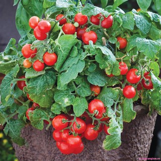 Hạt giống Cà chua bi lùn đỏ (cây lùn)
