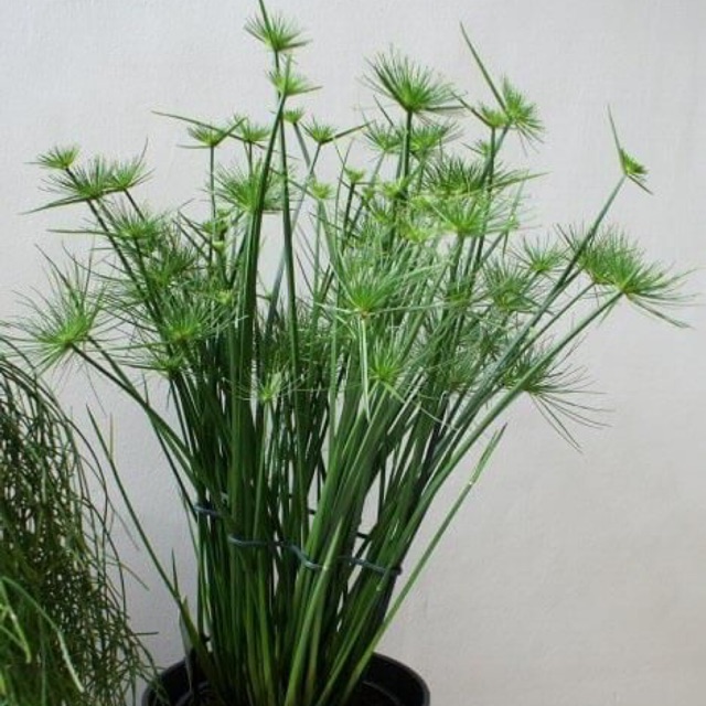 cây thuỷ trúc thái mini thuỷ sinh - 1 cây con ươm lên - thuỷ trúc thái mini cây cảnh trồng quanh nhà