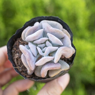 Sen đá cúc tím 5-7cm - Vườn sen đá