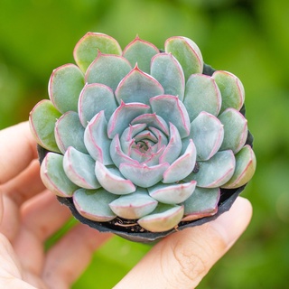 Sen đá viền tím 5-7cm - Vườn sen đá