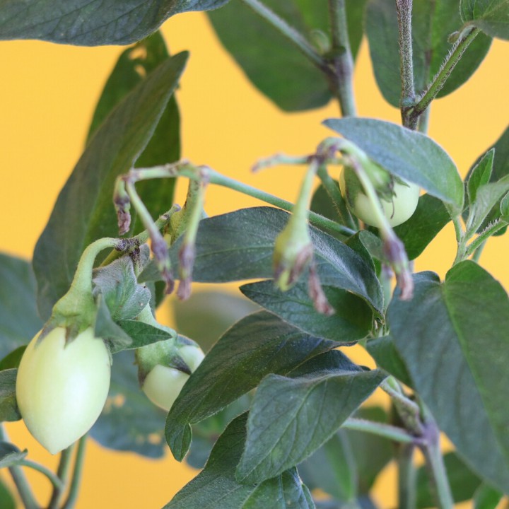 Cây dưa pepino, dưa hấu nam mỹ, cây dưa trái màu vàng, màu tím, cây trồng có bầu rễ khỏe mạnh, cây ra trái sớm