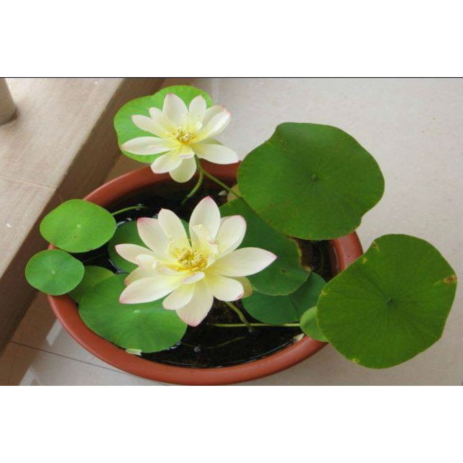 Sen Nhật Mini Full Màu | Dễ Trồng Ra Hoa Đều Sống Lâu Năm