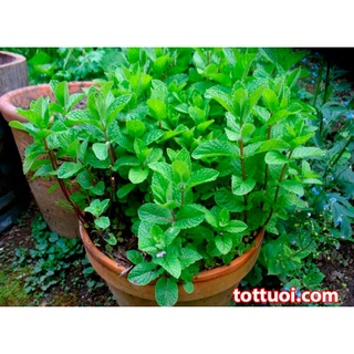 Hạt giống cây húng lủi