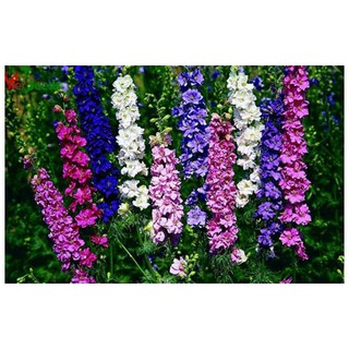 gói hạt giống hoa phi yến mix.0,3gr.xuất xứ Hà Lan.Là loài hoa đươc ửa chuộng ở châu.Vẻ đẹp nhẹ nhàng tuoi tắn.