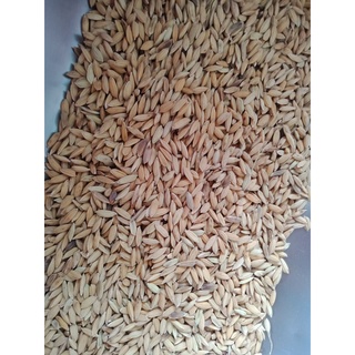 Thóc( Lúa) cho gà, vịt, chim, hạt chắc( 1 kg)