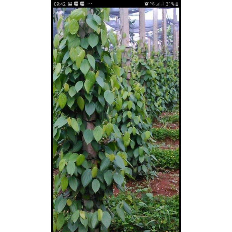 Phân hữu cơ - dịch trùn quế DH Gold/ Đạm cá  SBC cô đặc SBC lít pha 400- 600 lít