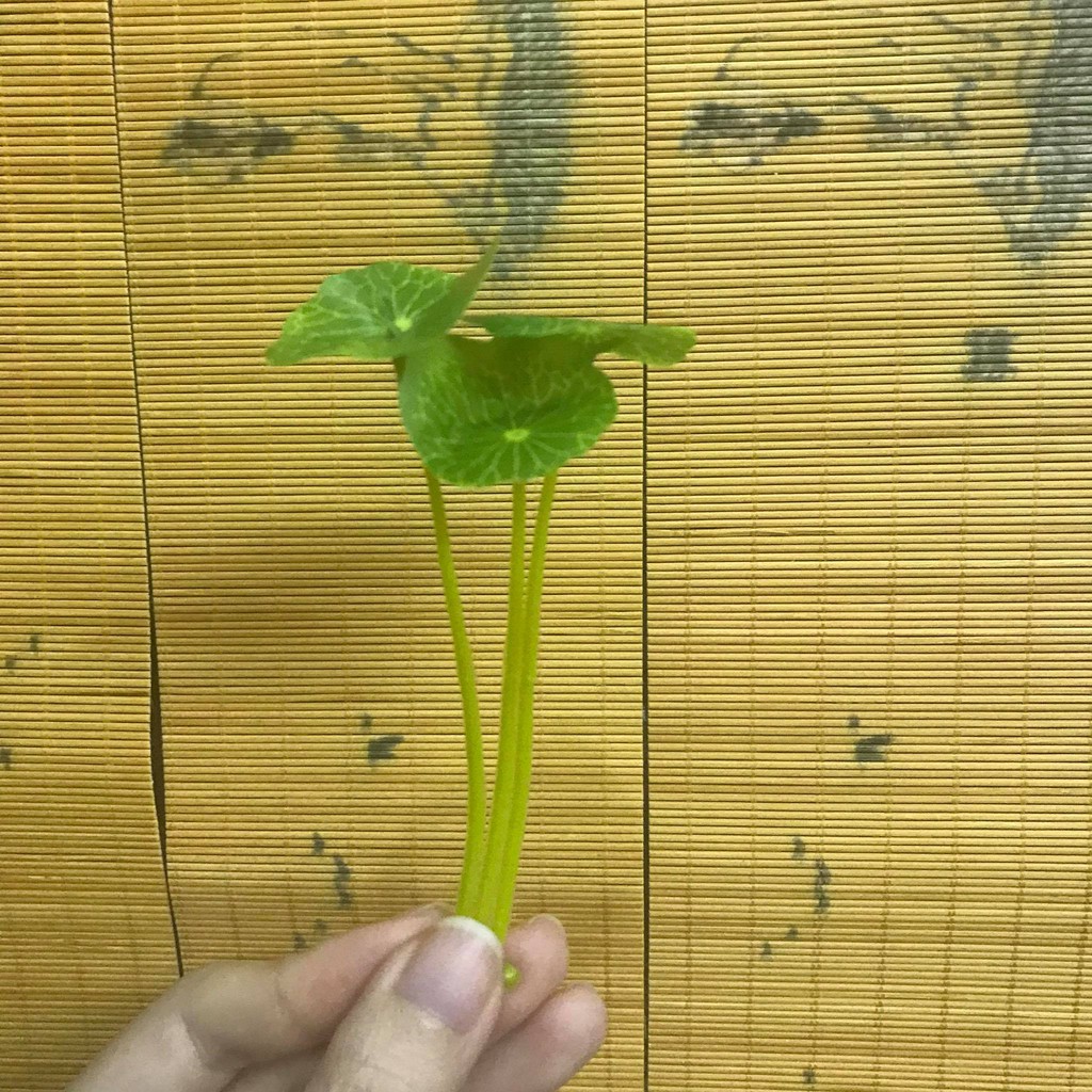 Lá sen phụ kiện trang trí thác khói trầm hương, trang trí hòn non bộ