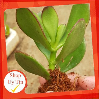 Sen đá thạch bích vĩ🍏 |FREESHIP| 🔥 XỨ NÓNG, ĐÃ THUẦN KHÍ HẬU, KHOẺ ĐẸP 🍏 LỖI 1 ĐỔI 1