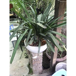 1 thân hoa lan kiếm tiên vũ