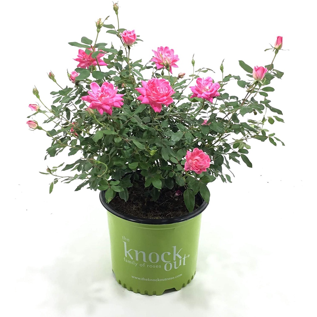 HẠT GIỐNG HOA HỒNG QUẾ Star Roses Knockout Series 18977 Double Pink Knockout Rose, 3 Gallon