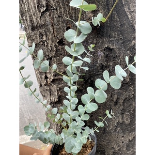 Cây Khuynh Diệp - Bạch Đàn - Dollar Silver, Cây Đôla bạc