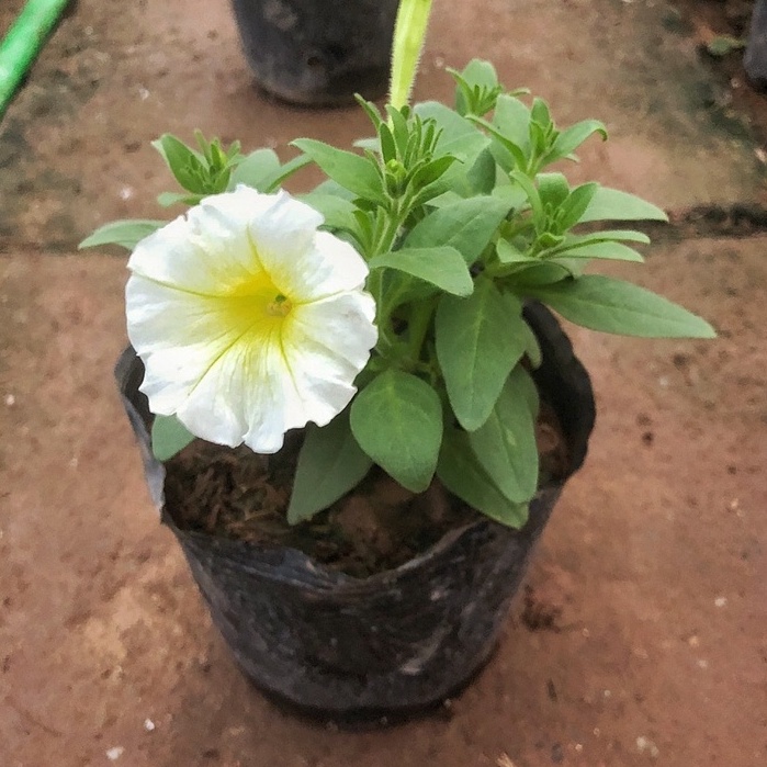 Cây hoa dạ yến thảo đứng  cao 10-15cm đã có hoa nở rộ, nhiều màu bắt mắt thích hợp trang trí sân vườn