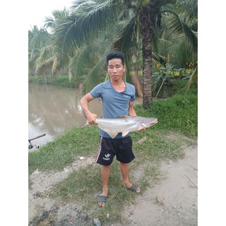 Mồi câu cá TRA, TRÊ, CHIM,..* 3 gói