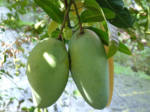 Cây giống XOÀI CÁT HÒA LỘC - Giống chuẩn F1 - Siêu sai quả ngon, ngọt