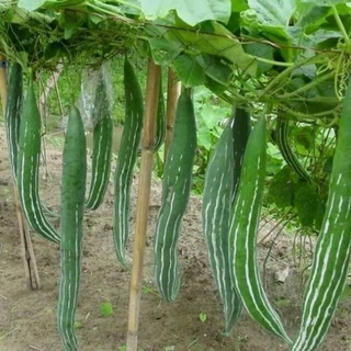 Mướp rắn thái quả dài 10 hạt